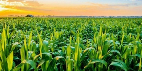 Šta se može saditi pored kukuruza